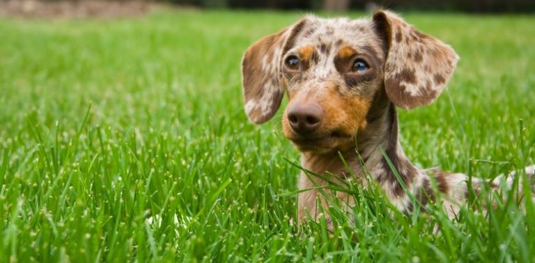 A miniature dachshund laying in the grass.